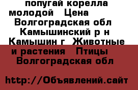 попугай корелла молодой › Цена ­ 1 800 - Волгоградская обл., Камышинский р-н, Камышин г. Животные и растения » Птицы   . Волгоградская обл.
